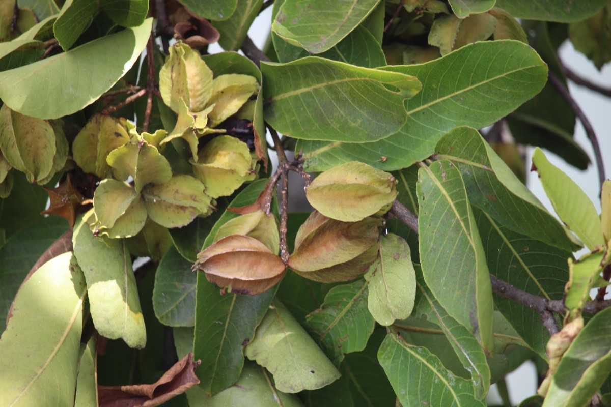 Terminalia arjuna (Roxb. ex DC.) Wight & Arn.